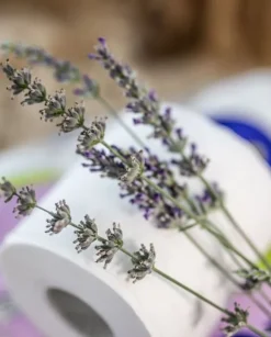 Renova Skin Care Lavender 12R Toalettpapper