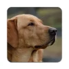 2 ST Hund Labrador Underlägg